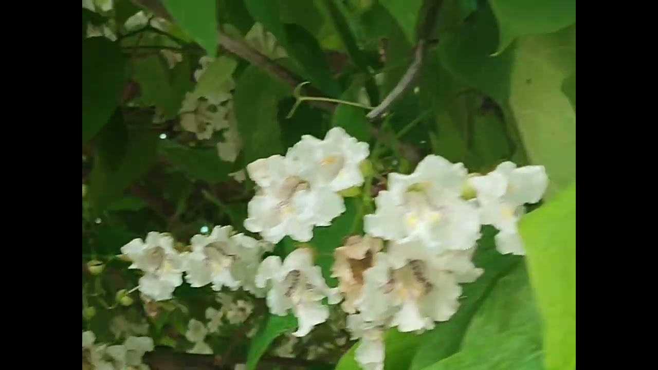 ԻՆՁ ԱՆԿՈՂԻՆ ՔԱՐՇ ՏՎԵՑ