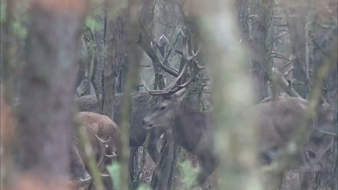 Spotkanie z chmarą jeleni byków 🦌