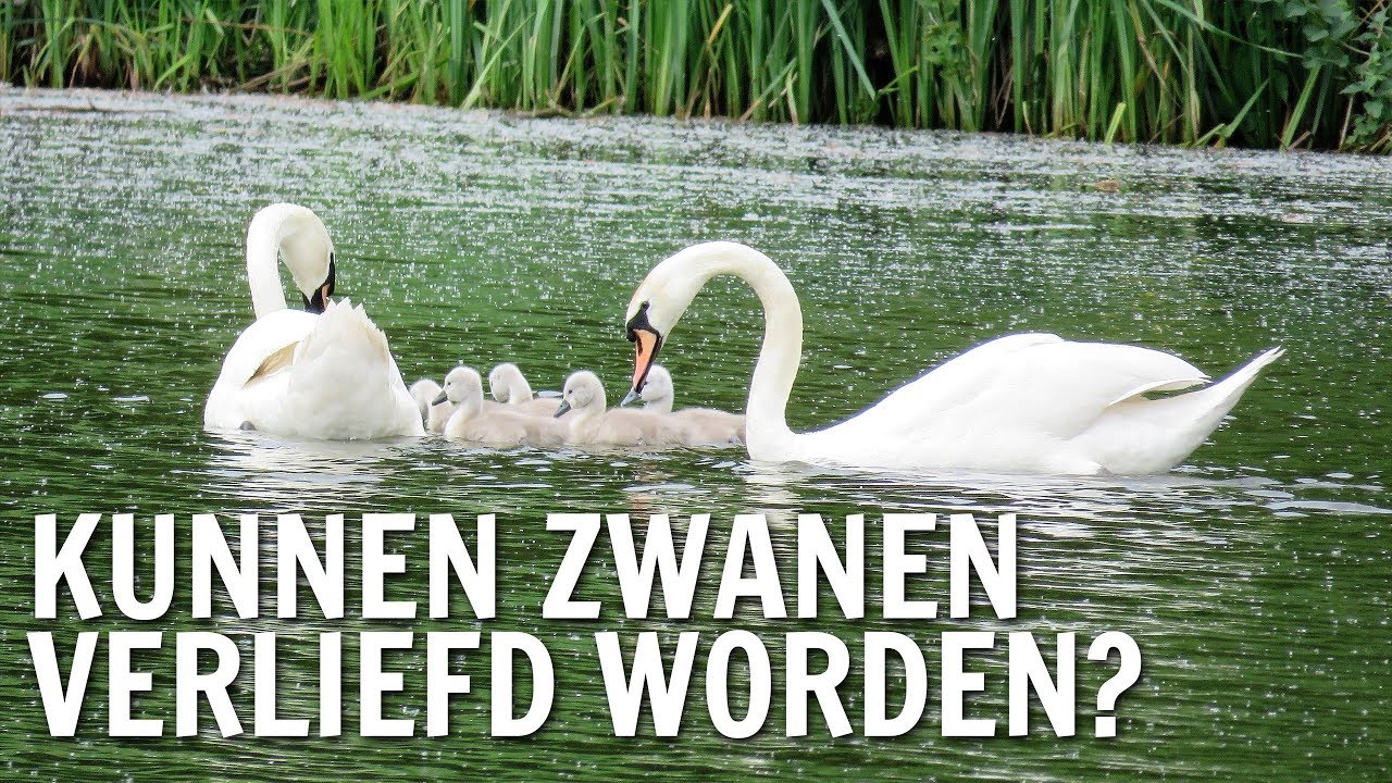Kunnen zwanen verliefd worden? | De Buitendienst over Zwanen