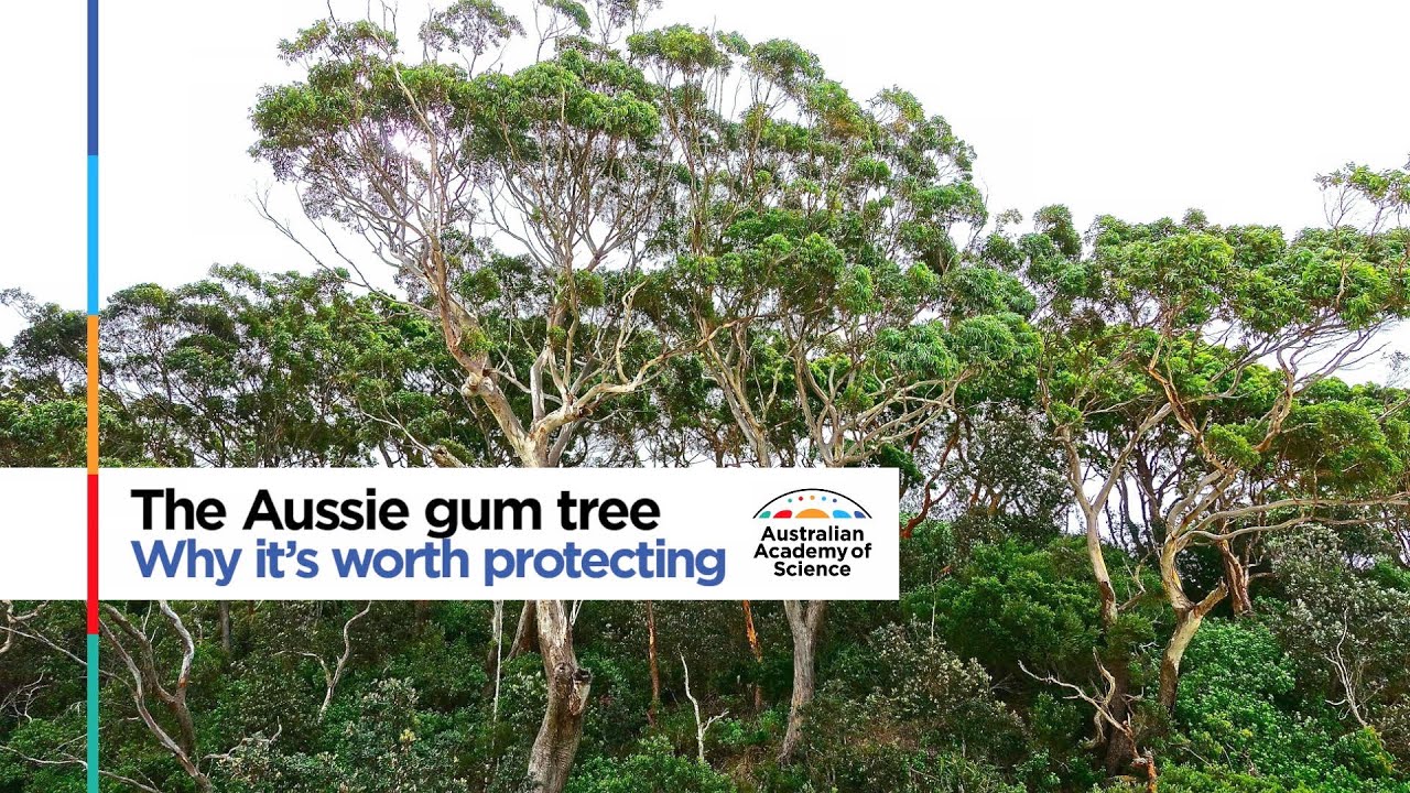 The Aussie gum tree: why it's worth protecting