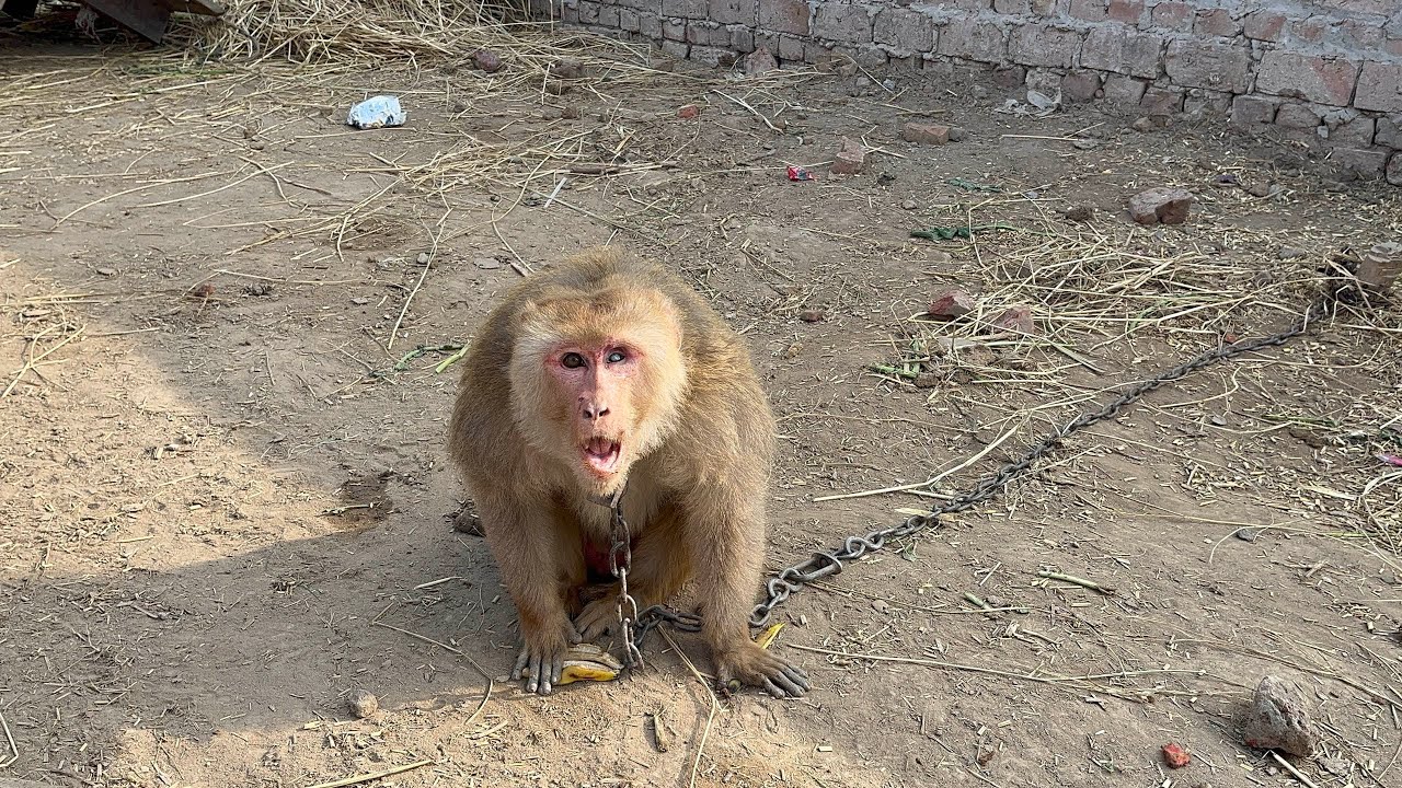 Monkey ko banana 🍌 dala ha