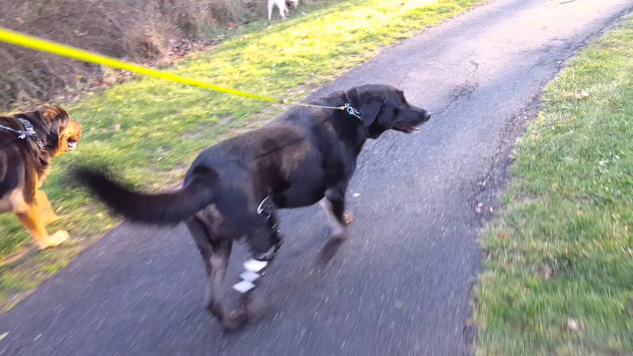 Decker wearing Animal Orthocare brace