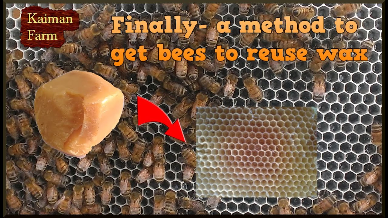 A Method to Get Bees to Build Comb From Wax Placed in a Hive