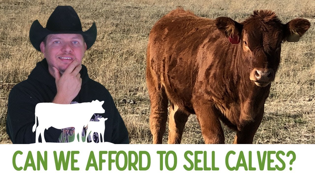 The Price of Calves, and What To Do About It?