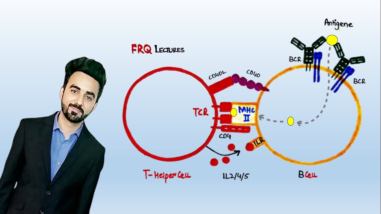 B-Cell Activation