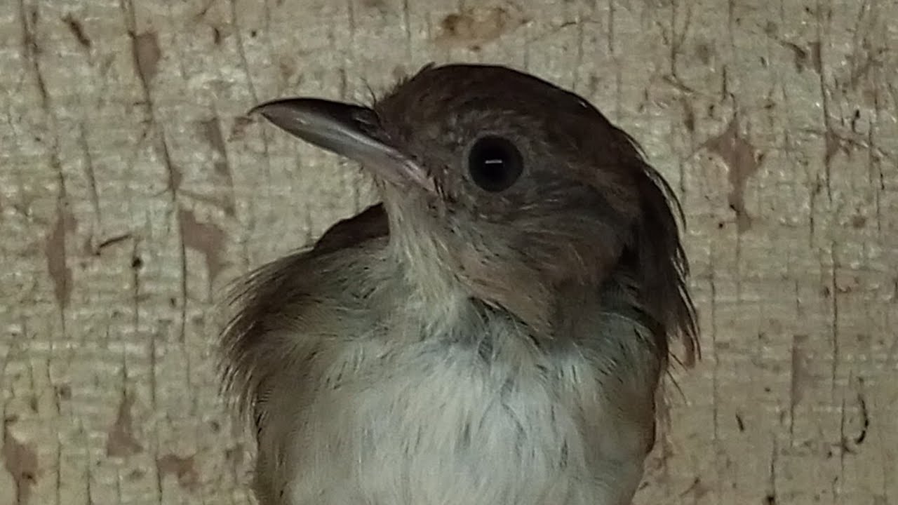 special obral gila-gila semua jenis burung KIOS BURUNG ALHAMDULILLAH sedang live sekar