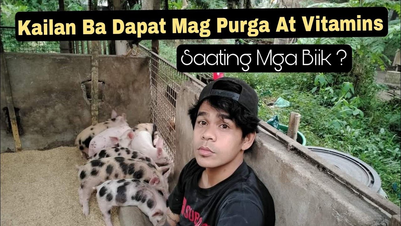 Kailan Ba Dapat Mag Vitamins At Purga Ng Biik? kailan Ako Nag Pupurga At Nagvivitamins Ng Biik?
