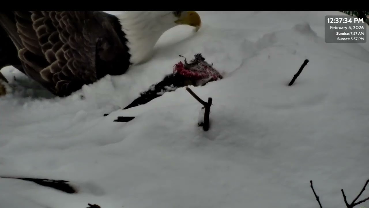 Harry and Harriet enjoy a meal 😋 2-6-2026 -Great Lakes Bald Eagle Cams