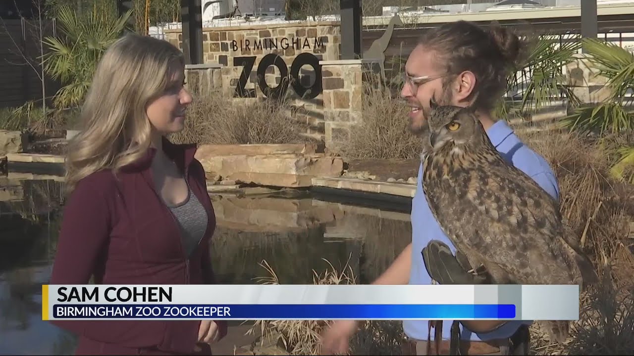 Birmingham Bill out for Groundhog Day celebration