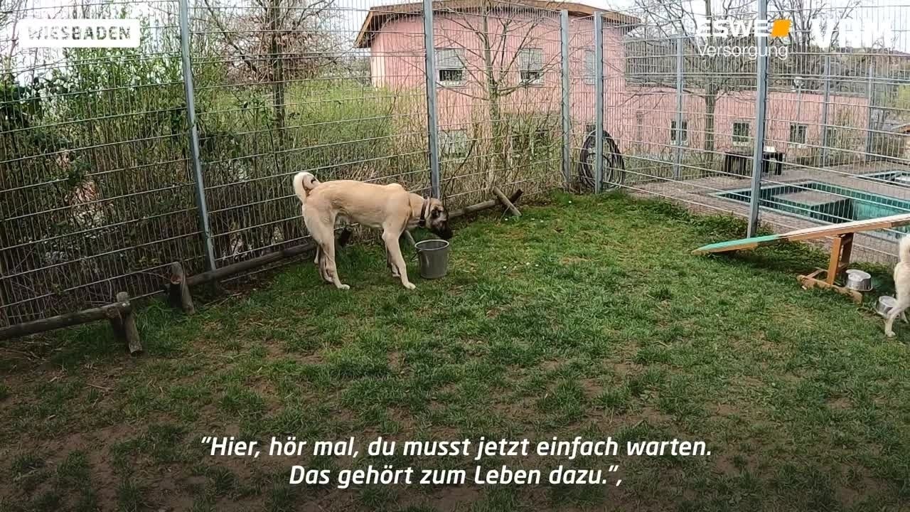Wiesbadener Tierheim am Limit