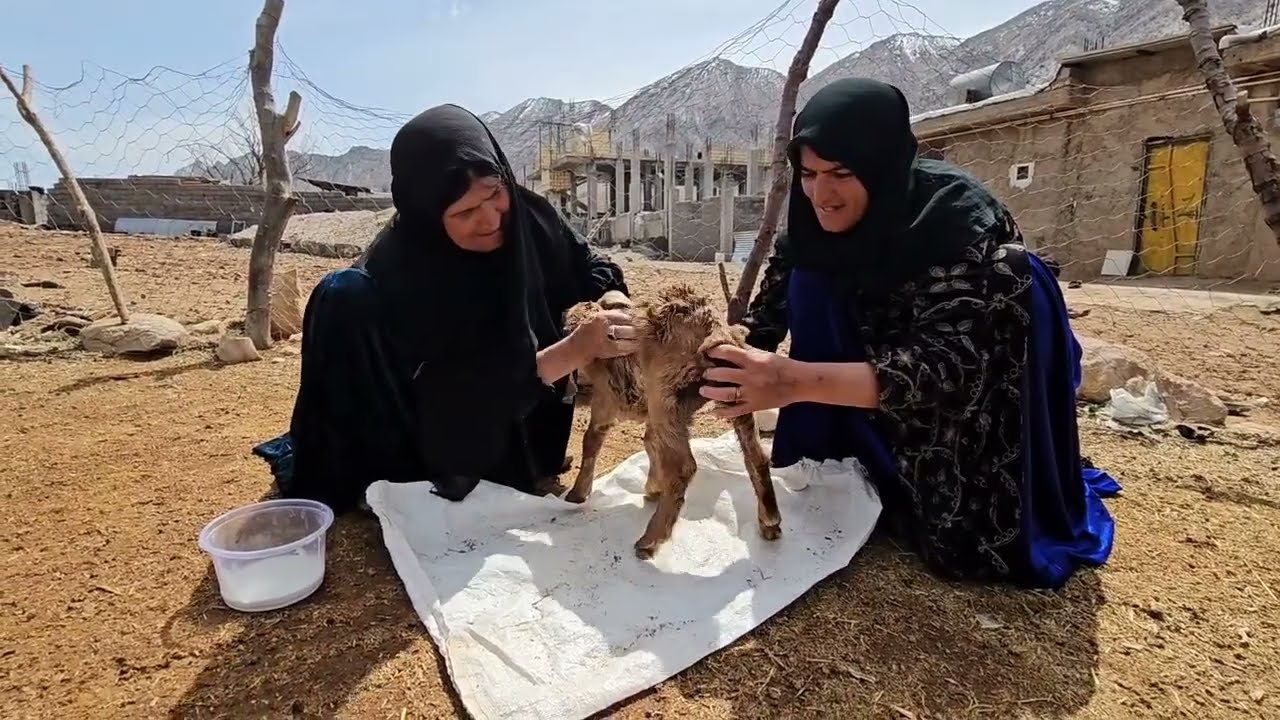 Documentary about rural life: The beginning of a pleasant day