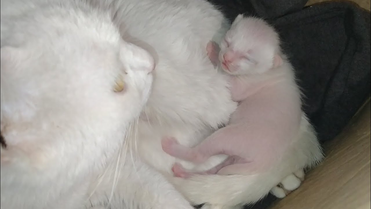Mother Cat Finally Trusts Humans and Moves Her Kitten to a Safe Box 🐱❤️