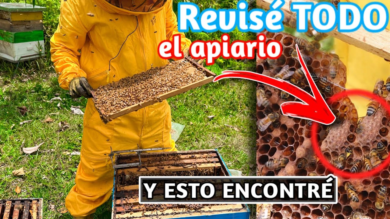 ¡Así revisamos las colmenas y descubrimos sorpresas!