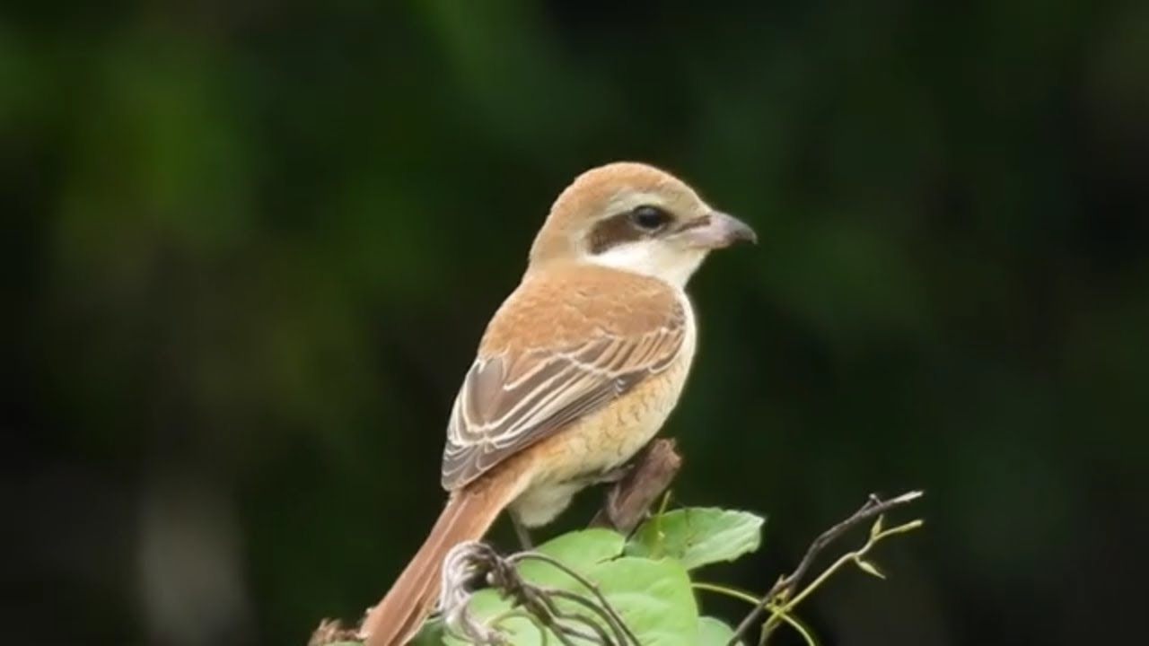 Japanese Brown shrike | Bird Watching | Bird Identification