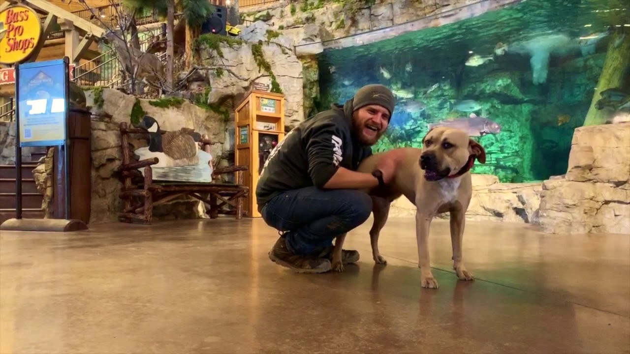 Best Dog Training Toledo, Ohio! 1 Year Old Black Mountain Cur Pit Mix, Gronk!