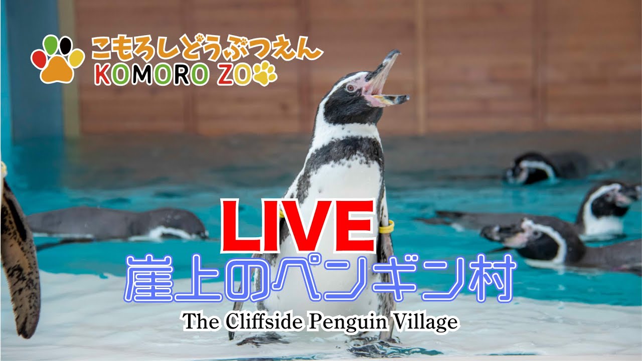 The Cliffside Penguin Village　崖上のペンギン村LIVE　1月27日　小諸市動物園