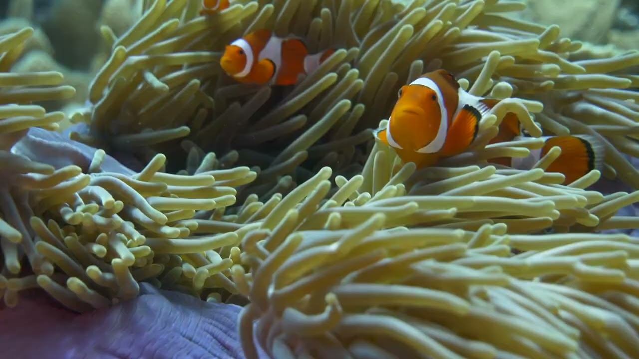 Dive Site "Keruo Channel", Raja Ampat, Indonesia