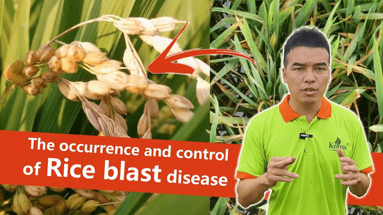 Rice plant disease  | Rice Blast