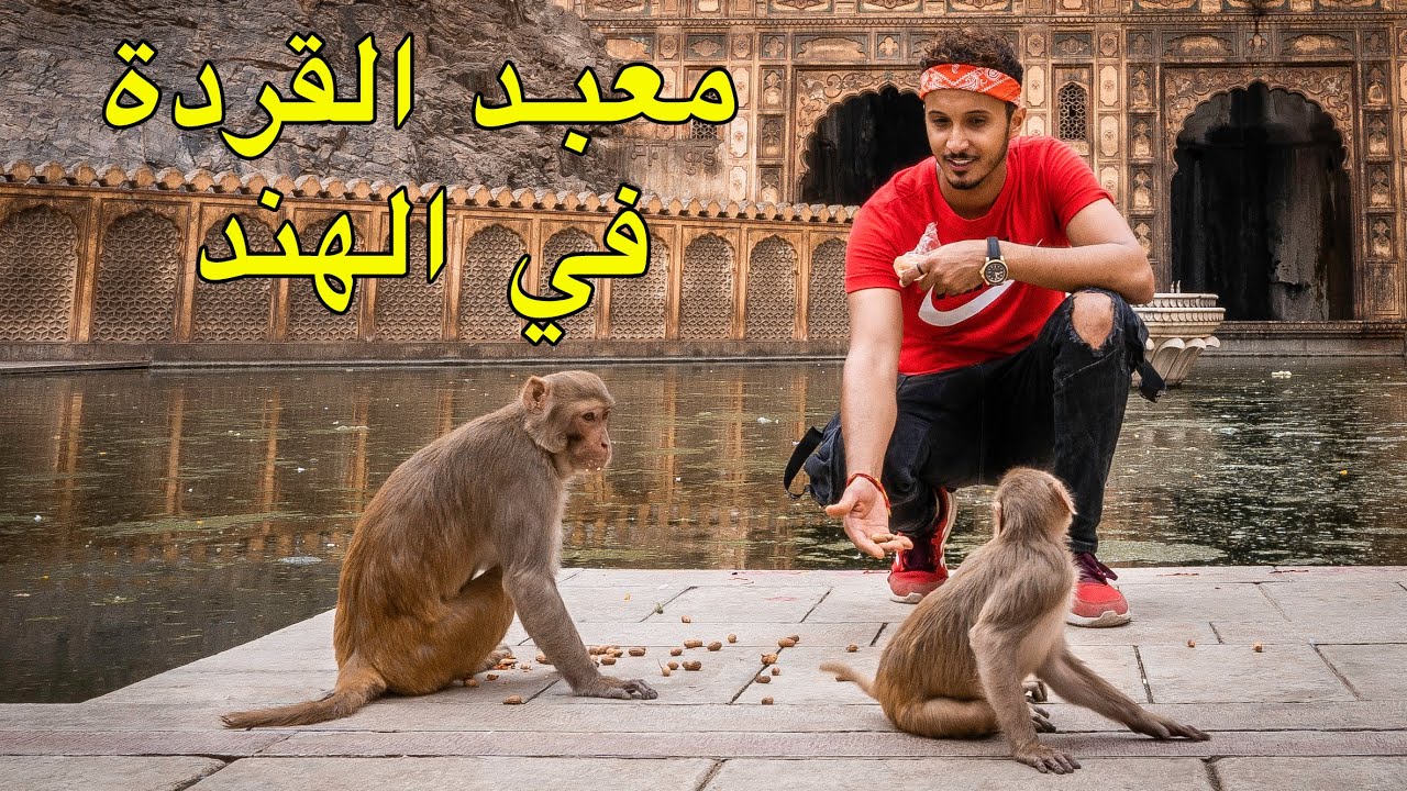 عبادة القردة في الهند 🇮🇳 طقوس غريبة و ناس تعبد القردة و تقدسها