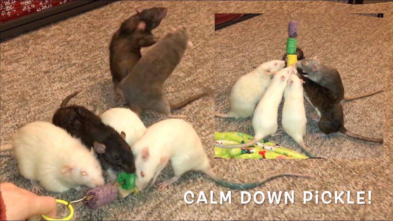 Rats vs Rice Pops - The Closest I've Seen to Rat Food Agression 😰