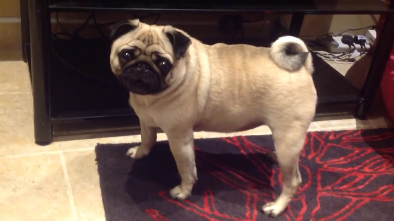 Naughty pug wants MORE food
