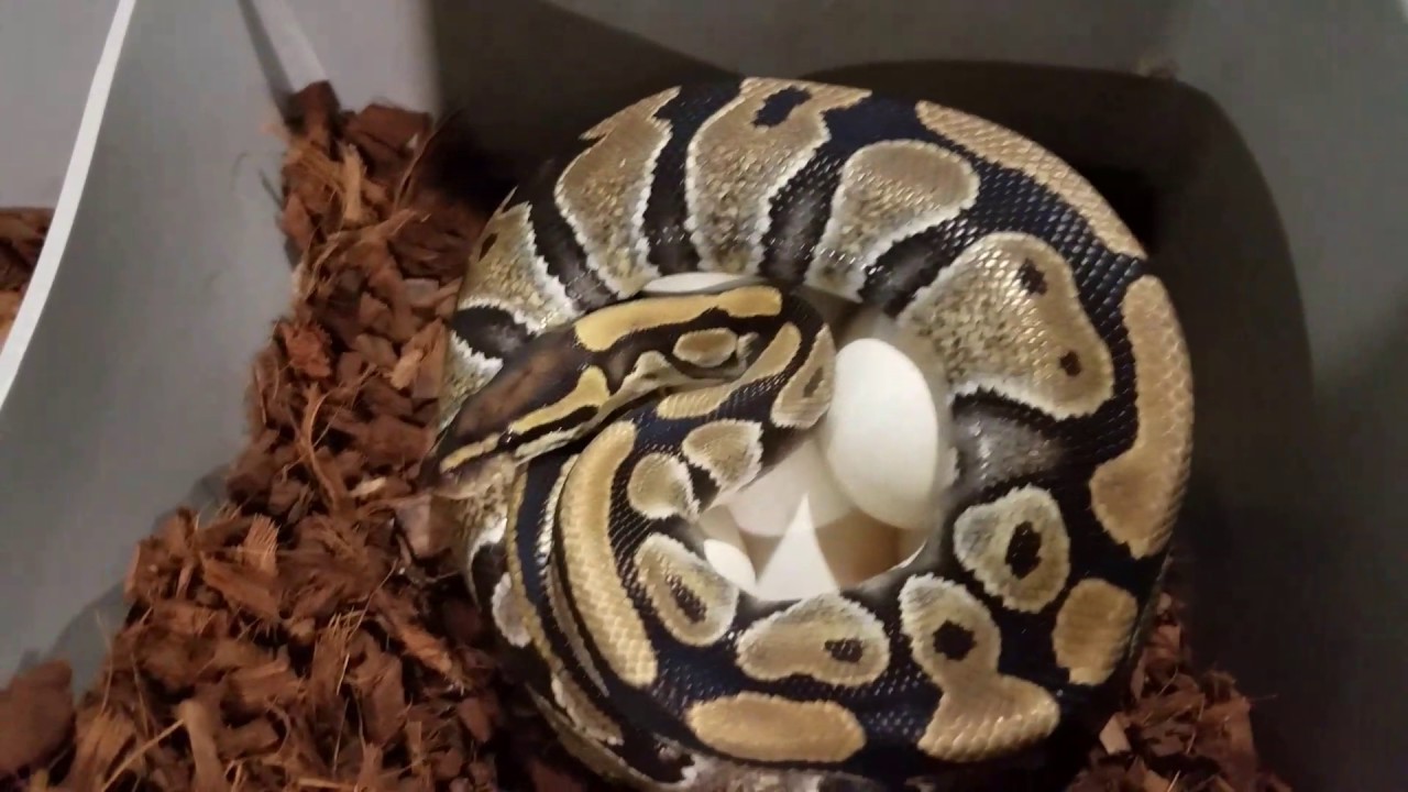 Ball python clutches #6 and 7.