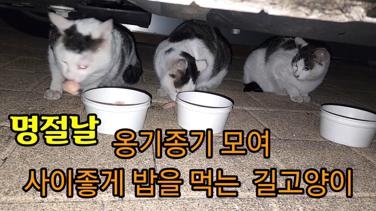 새끼고양이에게 고기를 물고 달려가는 어미고양이 