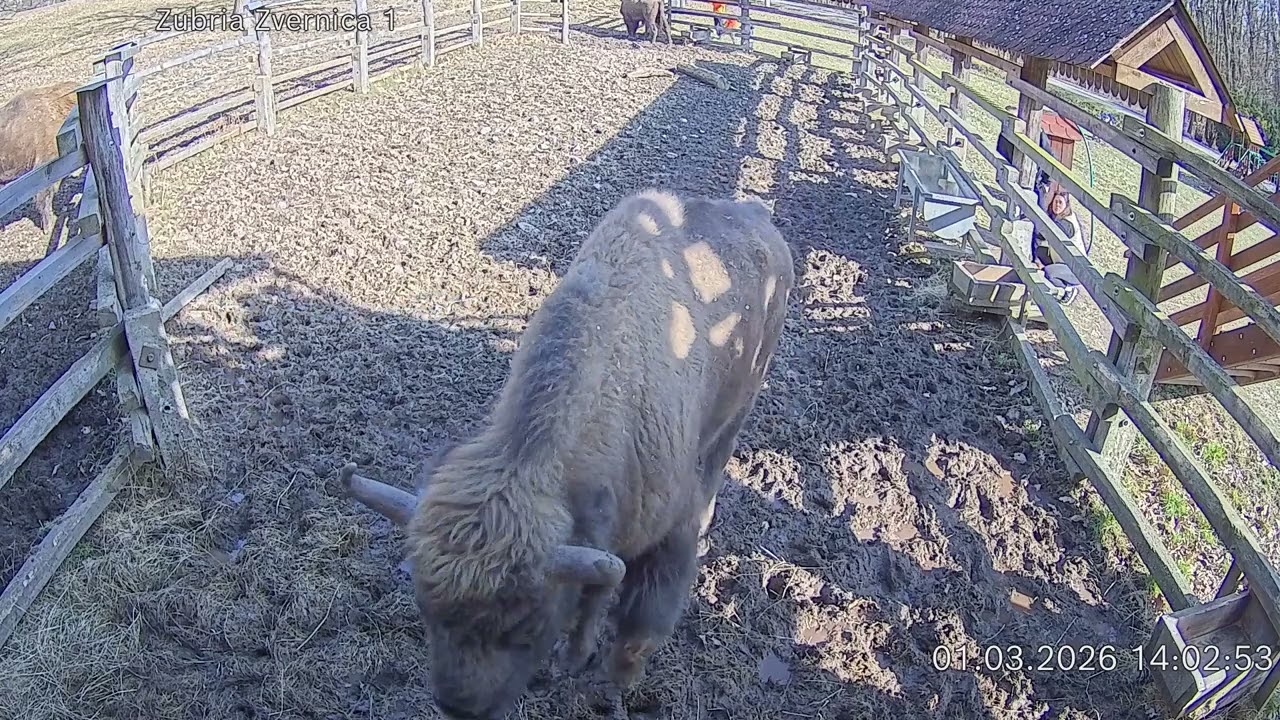 Zubria zvernica (cam212) 01.03.2026 o 14:05