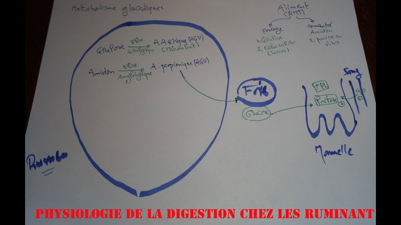 physiologie de la digestion chez les ruminant -métabolique glucidique