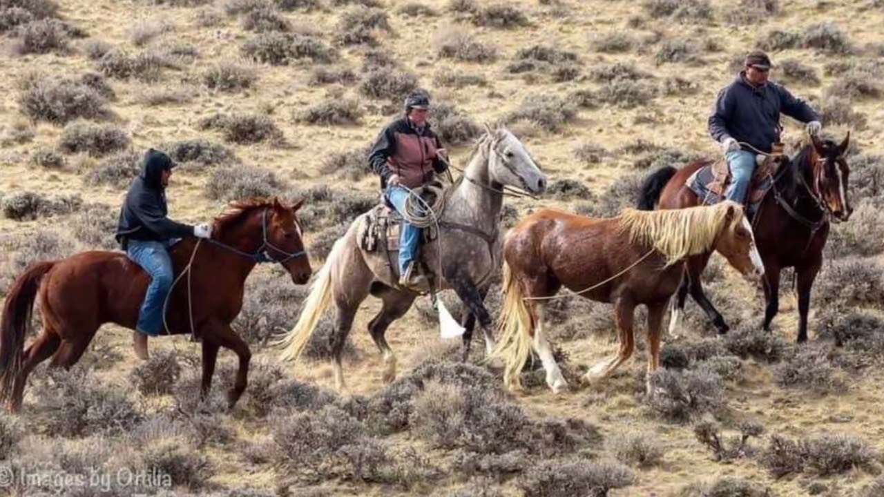 Honor. The horse who fought a helicopter. (See description for eyewitness account). #mustang #horses