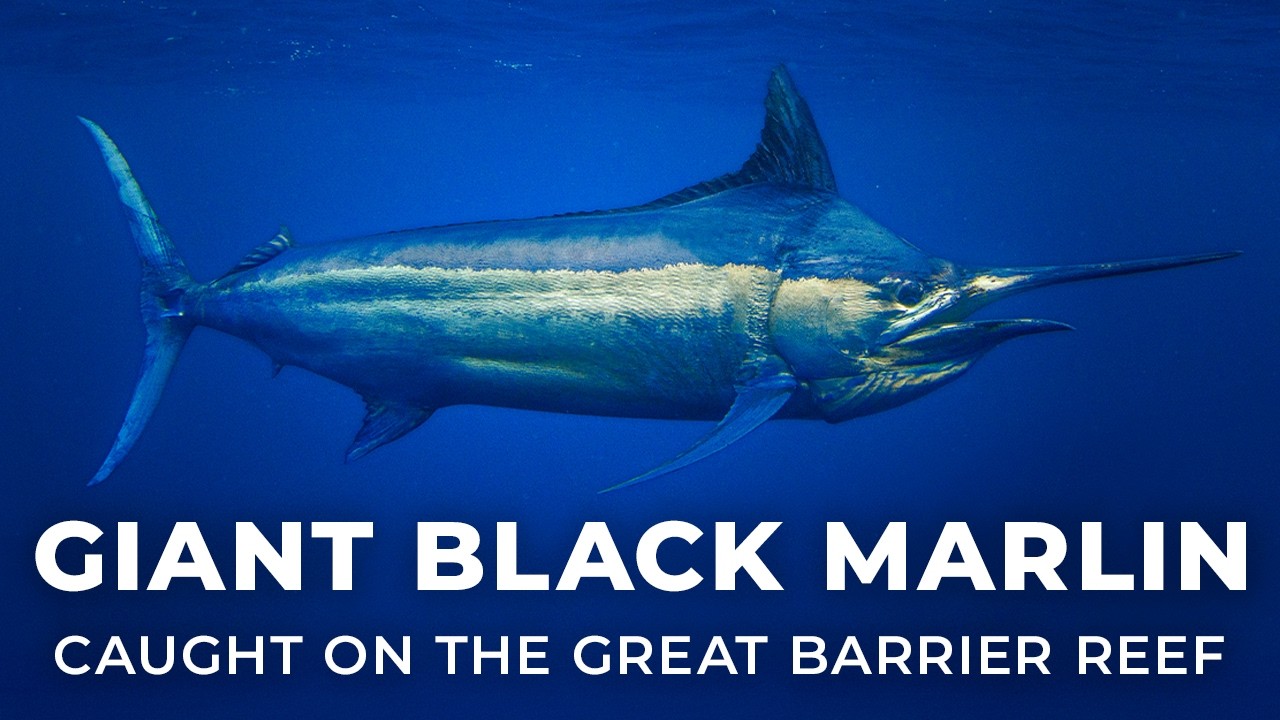Chasing Giant Black Marlin on the Great Barrier Reef