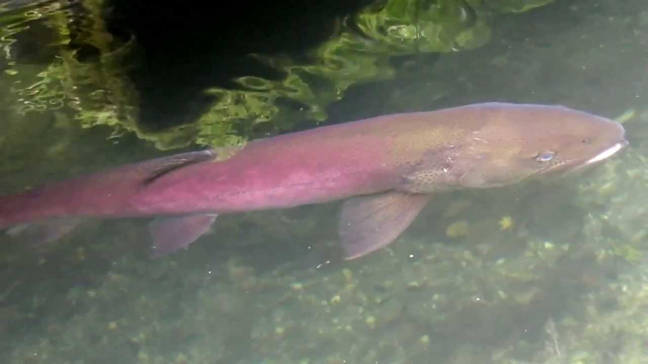 巨大イトウ Huge Hucho perryi