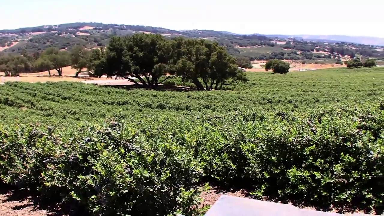 Increasing Blueberry Yields Using Drip Irrigation