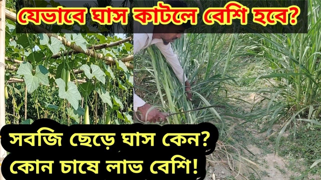 সবজি ক্ষেত ছেড়ে ঘাস চাষ! আসলে কোনটায় লাভ বেশি?