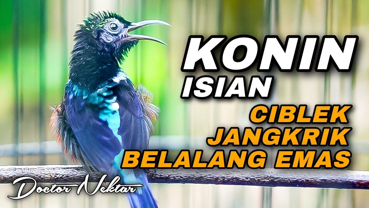 KONIN GACOR FULL ISIAN CIBLEK - JANGKRIK - BELALANG EMAS COCOK BUAT MASTERAN KOLIBRI NINJA PASTOL