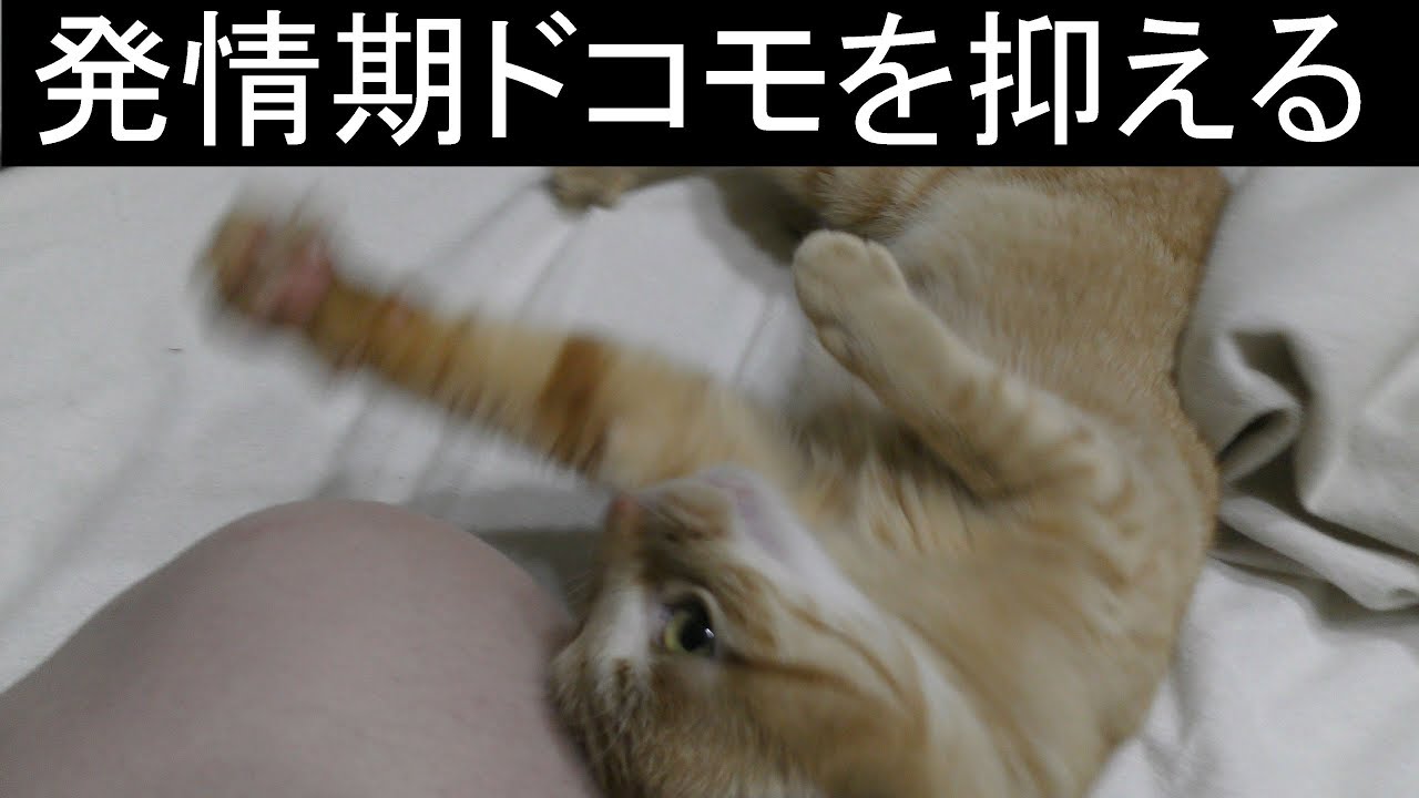 【可愛い】発情期になるとお尻をこっちに向けてパソコン前に座り込み ニャンと鳴くドコモ、その発情期の沈め方、しかしみーちゃんは冷静