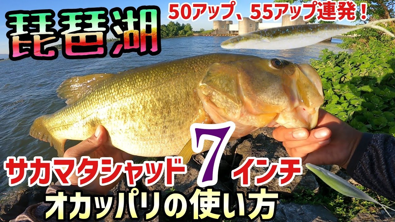 サカマタシャッド７インチオカッパリの使い方！琵琶湖バス釣りにてサカ７がアツい！南湖東岸の琵琶湖人気バス釣りポイントでデプスのサカマタシャッドが大ハマリ！サカマタ6インチでも8インチでもなく7が爆釣！