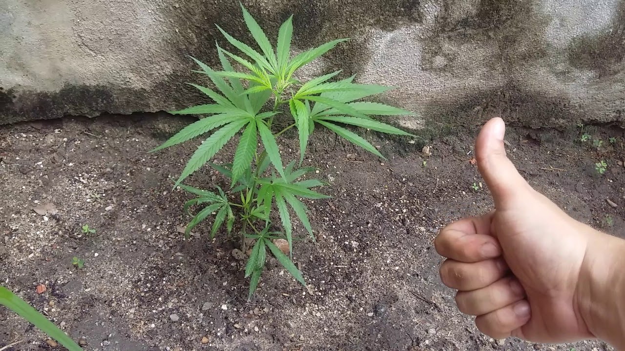 OBRIGADO BILLY GROWER/SENHORES,VOLTAMOS.