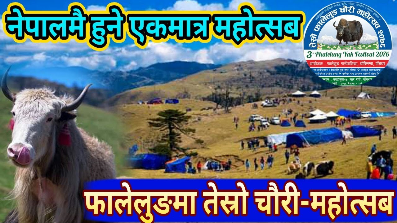 FALELUNG Documentry नेपालमै हुने एकमात्र फालेलुङ्मा तेस्रो चौरी-महोत्सब सम्पन्न 3rd Yak Festivel2076