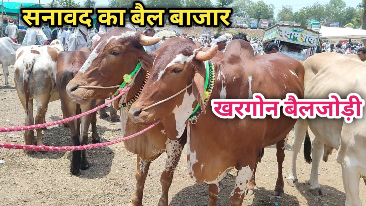 👌❤️#सनावद बैल बाजार मे शानदार #खरगोनी_बैलजोड़ी के साथ देखिये मालवी_नागौरी बैल || Sanawad Bail Bajar 👍