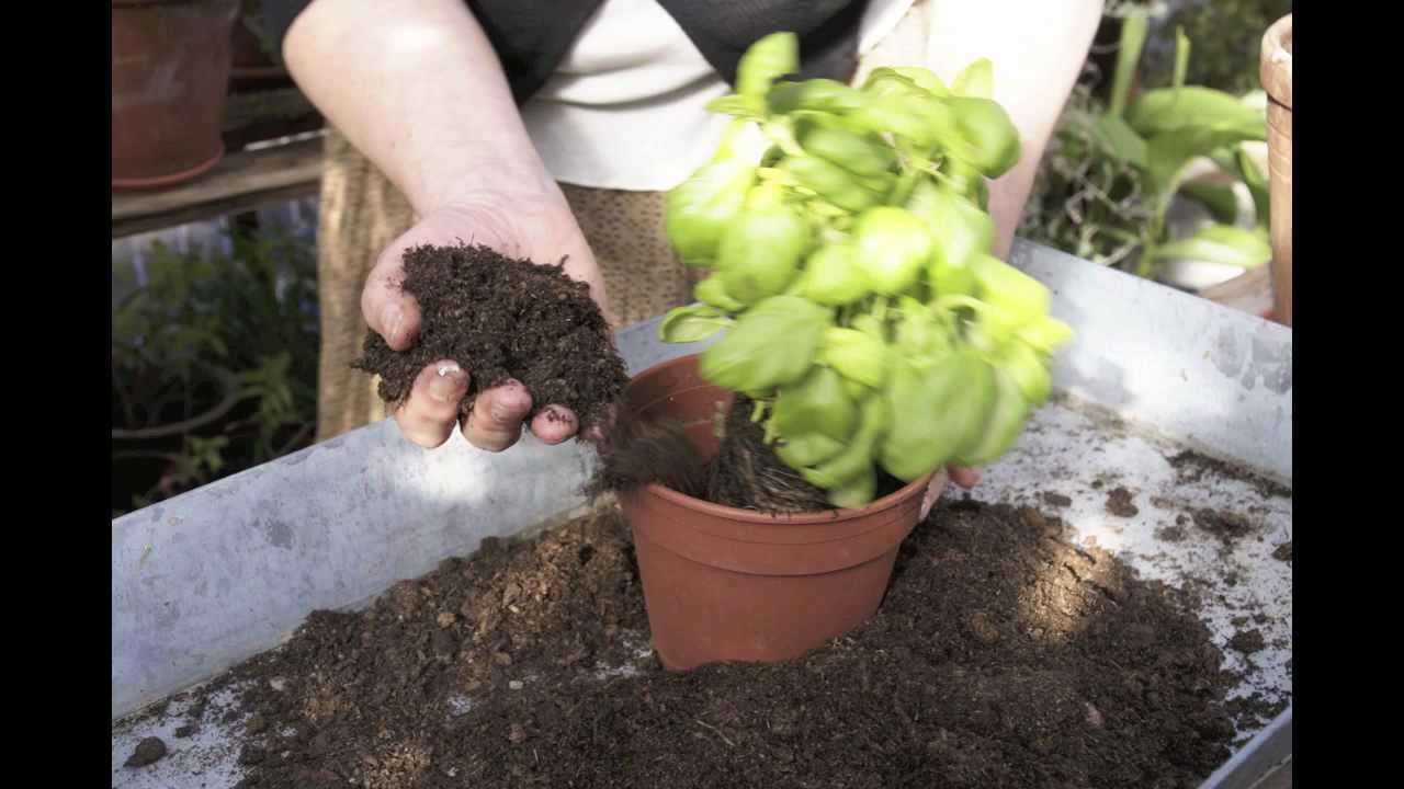 Odla och föröka Basilika