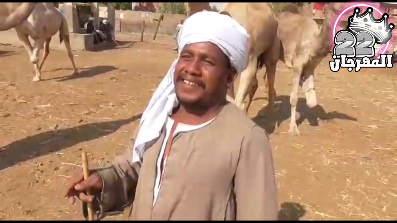 سوق السبت للجمال دراو أسوان اليوم
