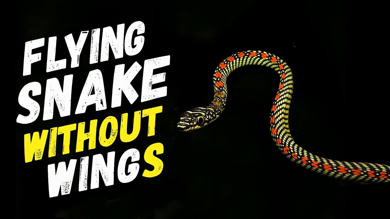 Paradise Tree Snake 🐍 | This Snake Can Fly Without Wings!✨
