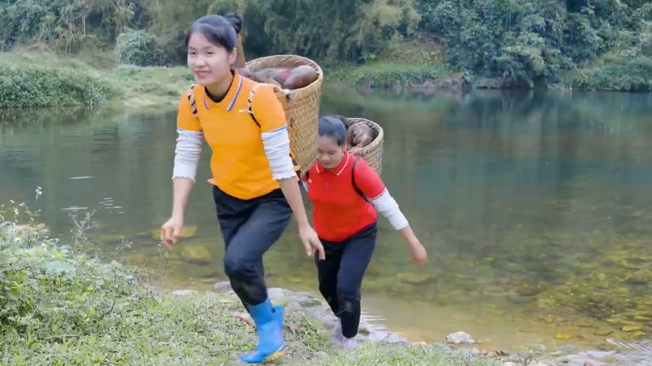 Harvesting 1000 kg wild mango and goes to market sale#marketsals#mango#wildlife 