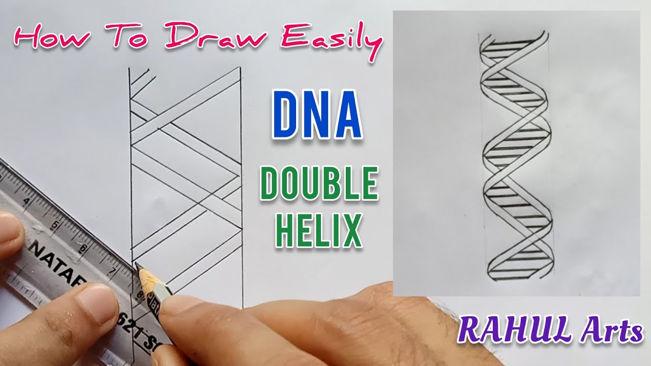 How to draw DNA double helix structure