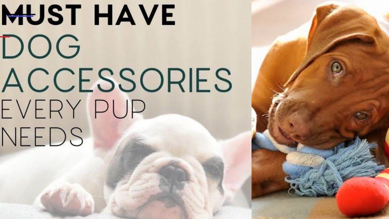Puppy | Dog Accessory Checklist | Everything You Need for a New Pup | Bhola Shola.
