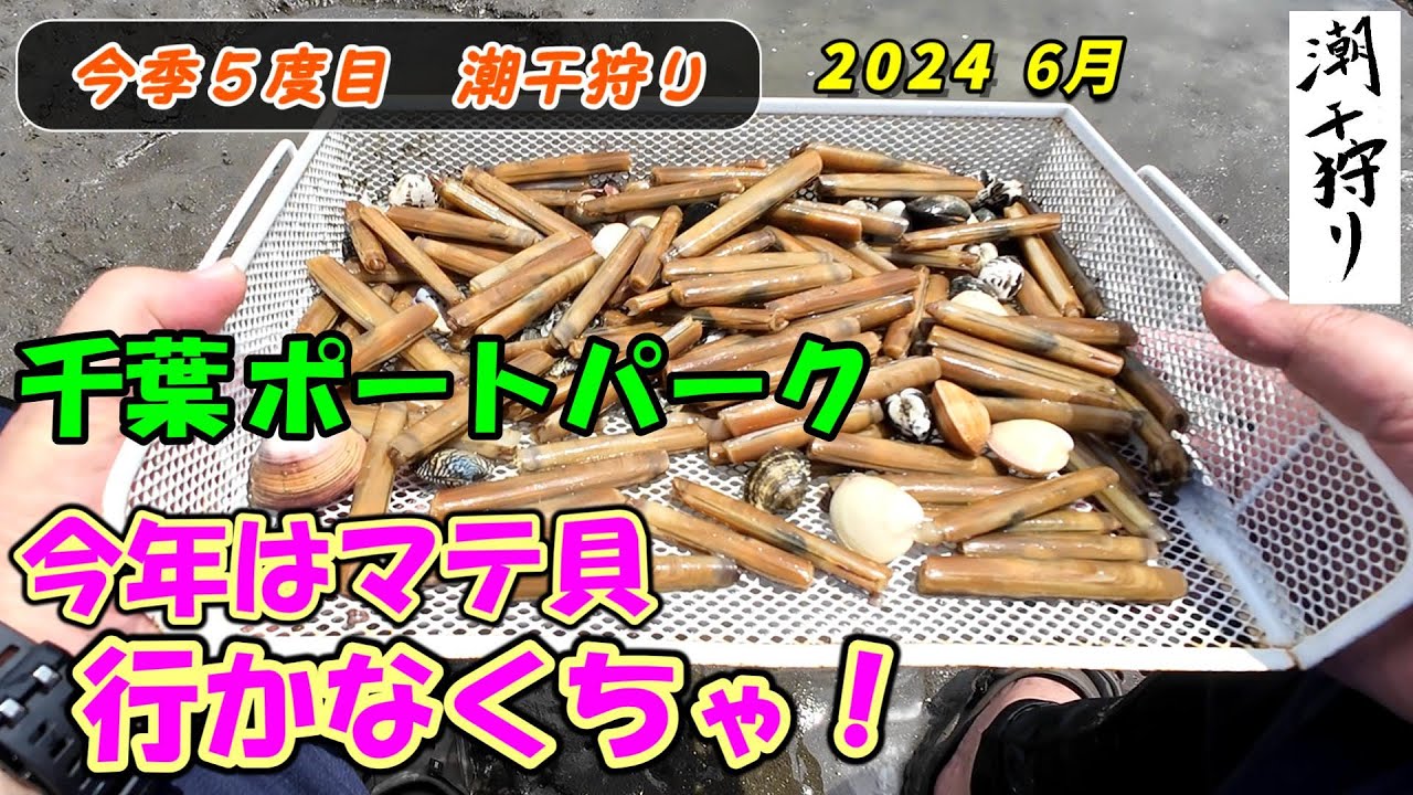 【潮干狩り】マテ貝採り絶対に行くべし！ 千葉ポートパーク  6月  千葉港 5th time 2024