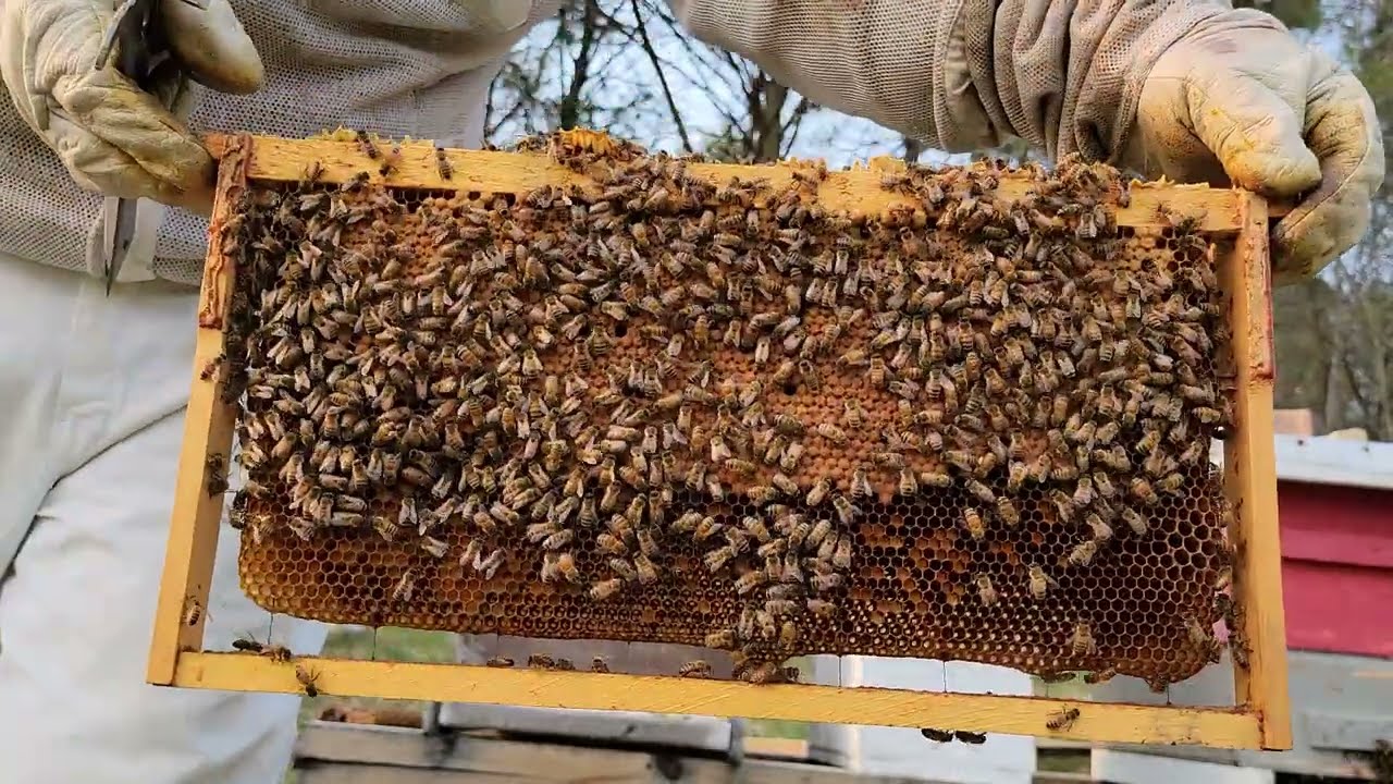 Apiary Expansion - [Making Hive Splits!]