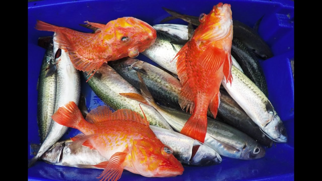 Fishing video, Pesca Açores, cantaro, rocaz, goraz, rockfish, goatfish,