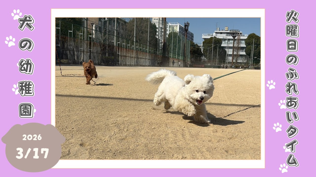 【犬の幼稚園】わんわんようちえん　火曜日のふれあいタイム
